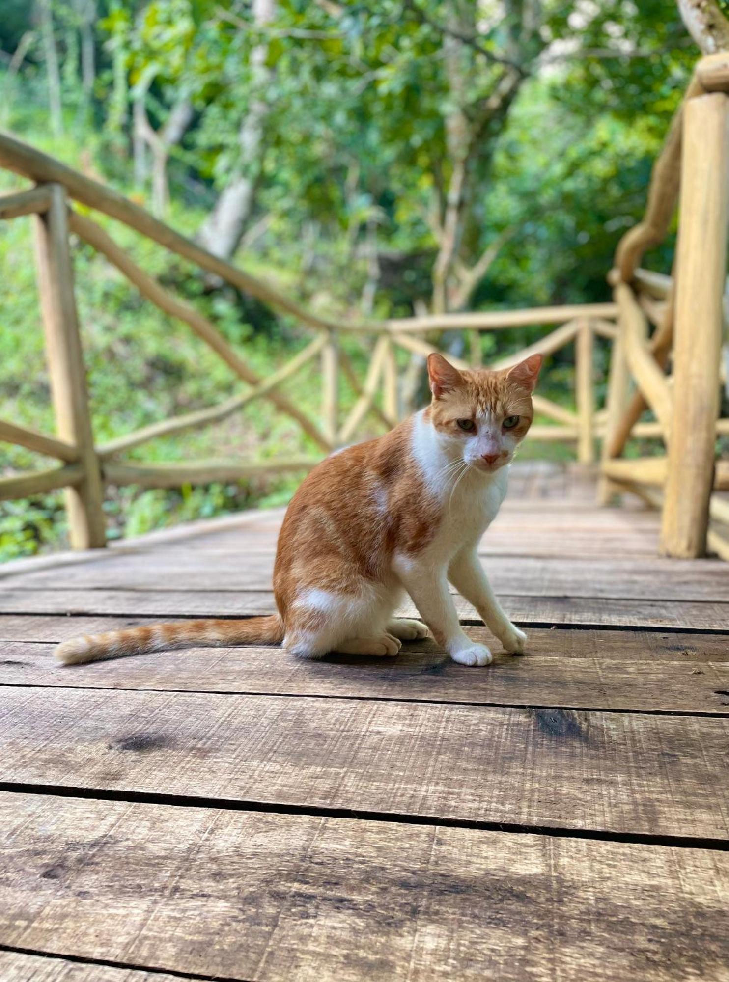Rancho Romana Ecolodge Park V-01 El Limon Екстериор снимка